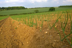 16_Onions