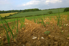17_Onions