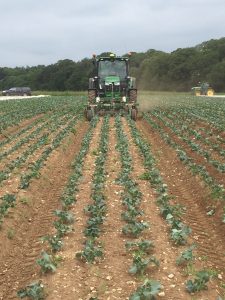 tractor hoeing organic brassicas